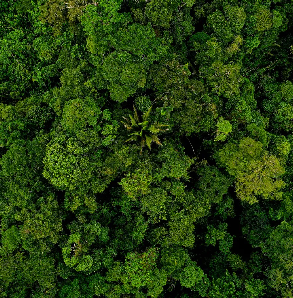 Rainforest tree canopy